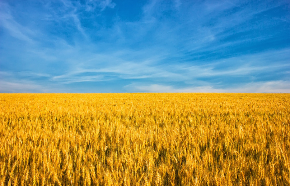ukraine-kornfeld